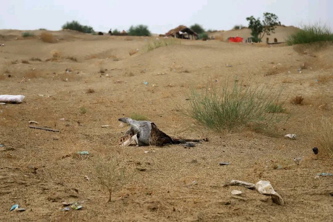 حجة… إصابة طفل وامرأة بانفجار لغم من مخلفات الحوثي في مديرية ميدي